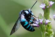 Neon Cuckoo Bee (Thyreus nitidulus)